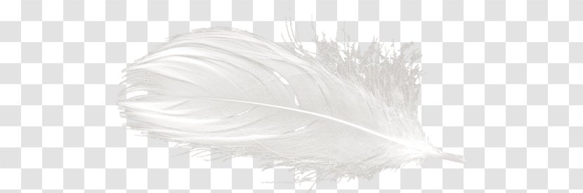 White Feather Yandex Search Clip Art Transparent PNG