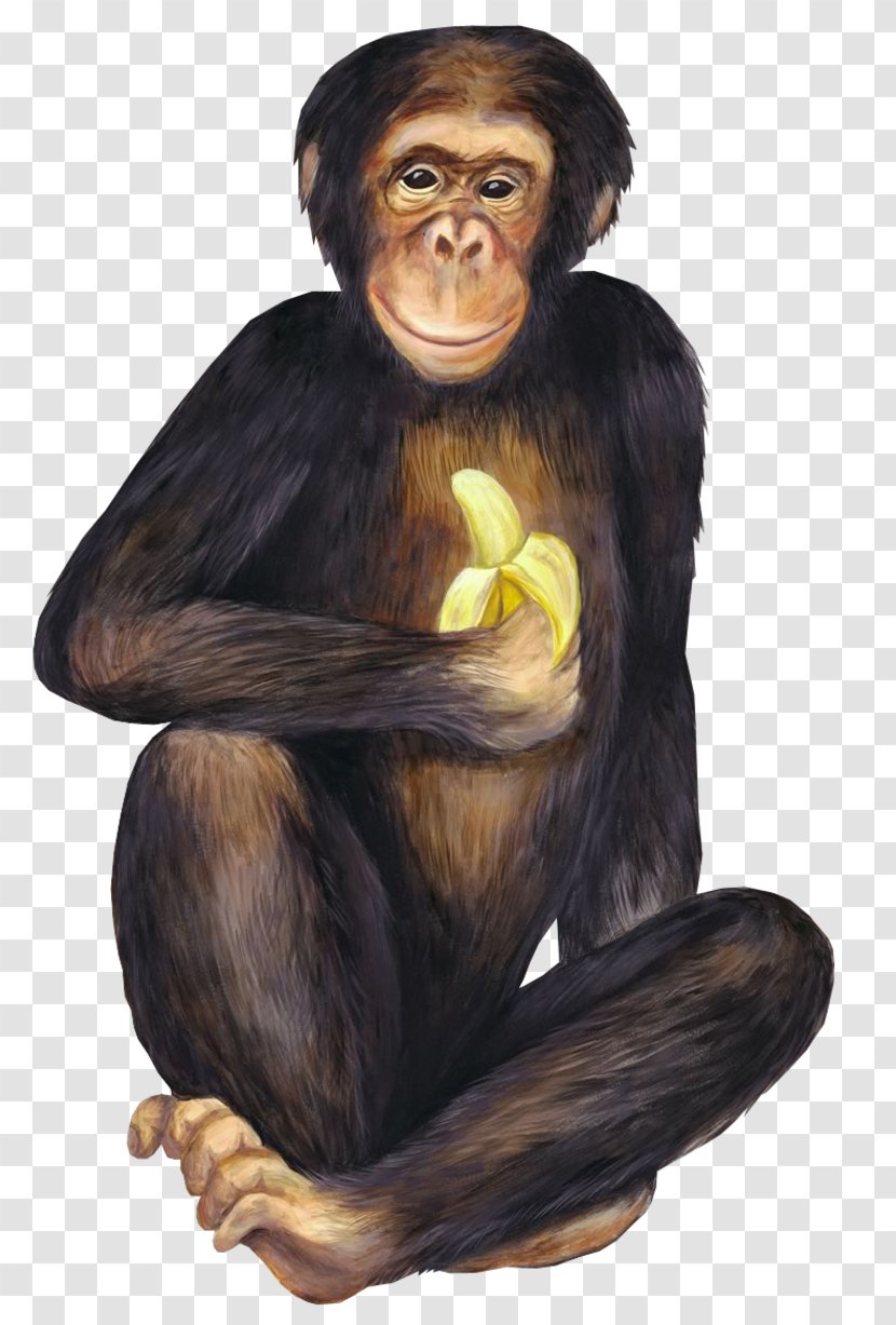 Banana Ketchup Chimpanzee Monkeys And Apes - Spice Rub - Monkey Transparent PNG