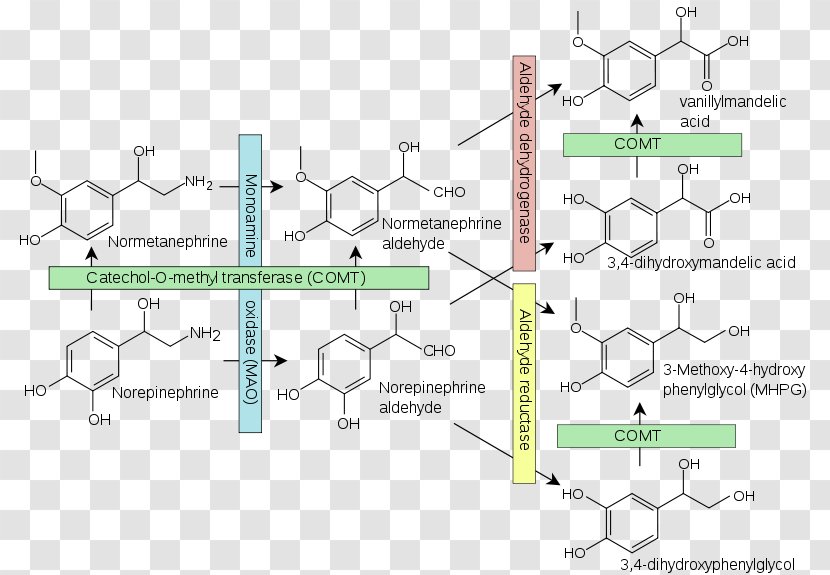 Norepinephrine Transporter Catecholamine Adrenaline Monoamine Neurotransmitter - Breakdown Transparent PNG