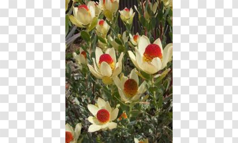 Ornamental Shrubs Conebushes Flowering Plant Transparent PNG