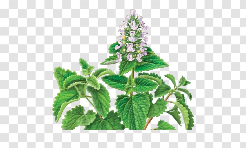 Catnip Herbal Tea - Spurflowers - Cat Transparent PNG