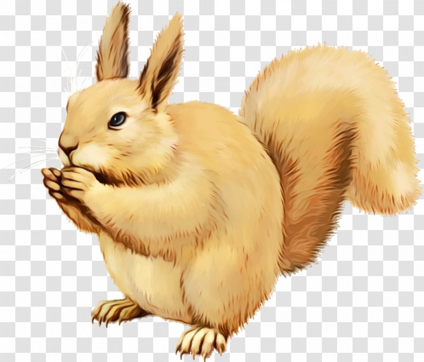 Rabbit Domestic Rabbits And Hares Hare Squirrel - Tail Eurasian Red Transparent PNG