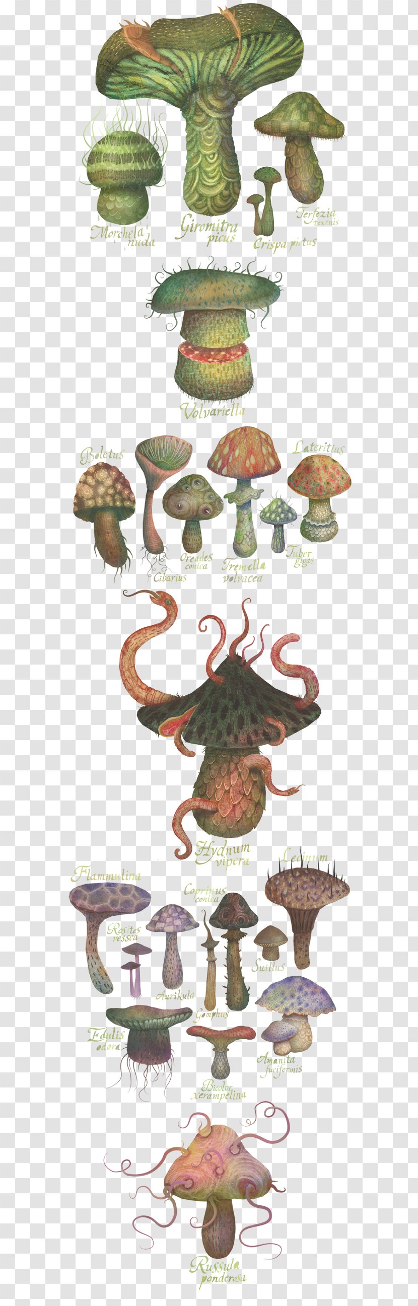 Drawing Botanical Illustration The Fungus Kingdom - Tree - Design Transparent PNG