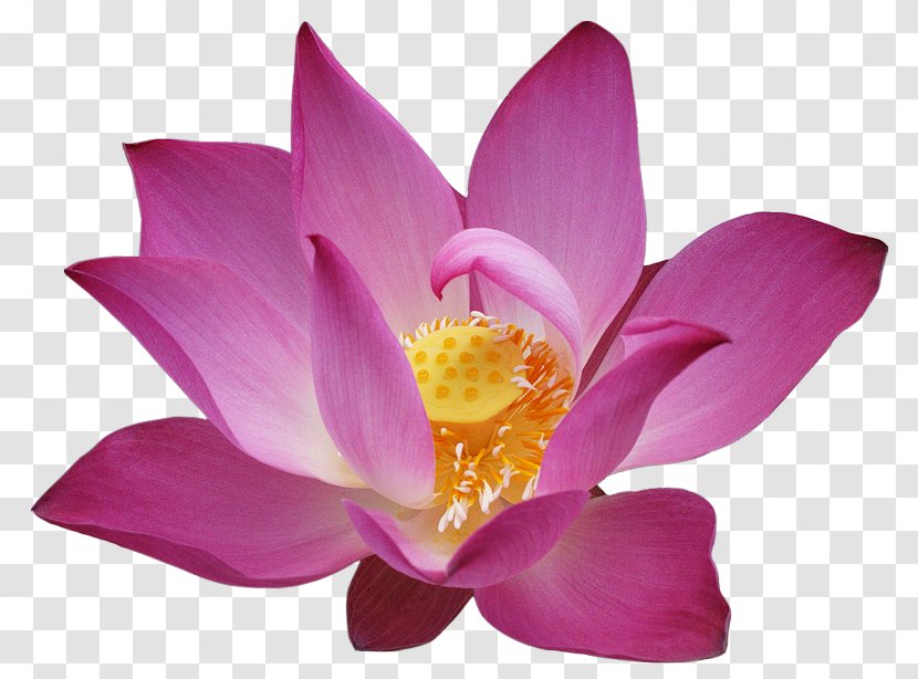 White Lotus - Rgb Color Model - Aquatic Plant Transparent PNG