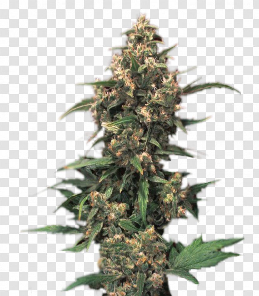 Medical Cannabis White Widow Seed Bank - Kush Transparent PNG