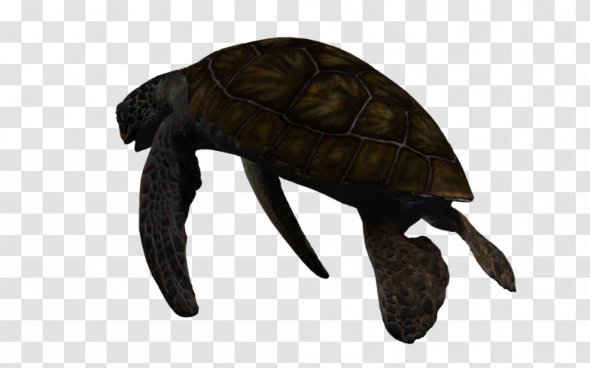 Pond Turtles 3D Computer Graphics Sea Turtle Deep Creature - Terrestrial Animal Transparent PNG