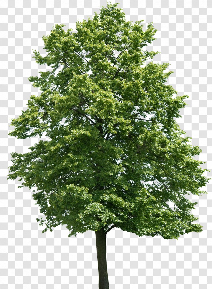 Tree Juglans Oak Birch Walnut - Treelet Transparent PNG