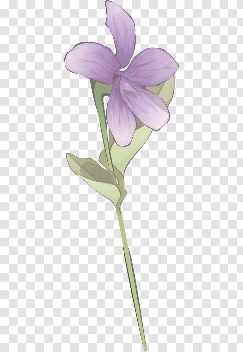 Plant Stem Herbaceous Violet Family - Petal Transparent PNG