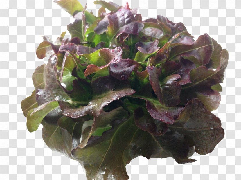 Red Leaf Lettuce Spring Greens Herb Vegetable - HydroPower Transparent PNG