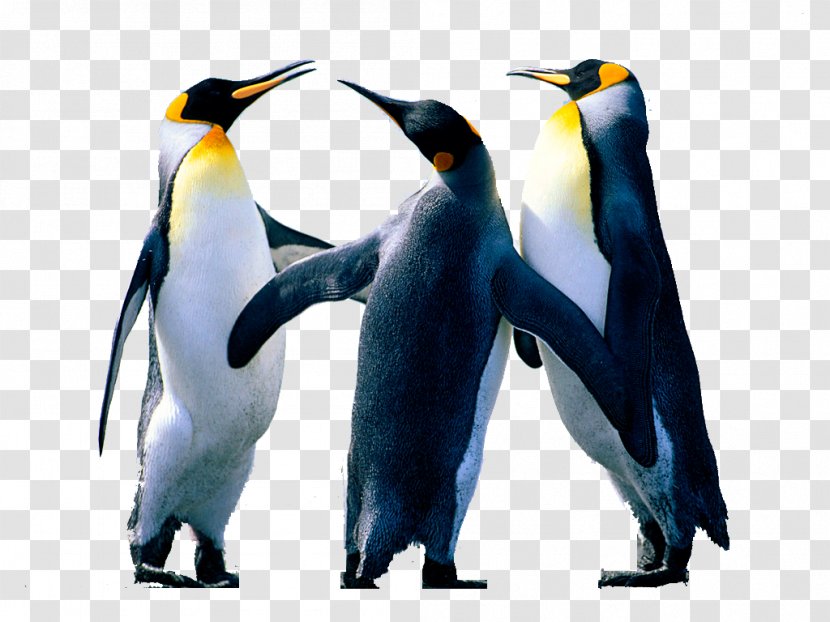 Microsoft Word Image Editing - Beak - Penguin Transparent PNG
