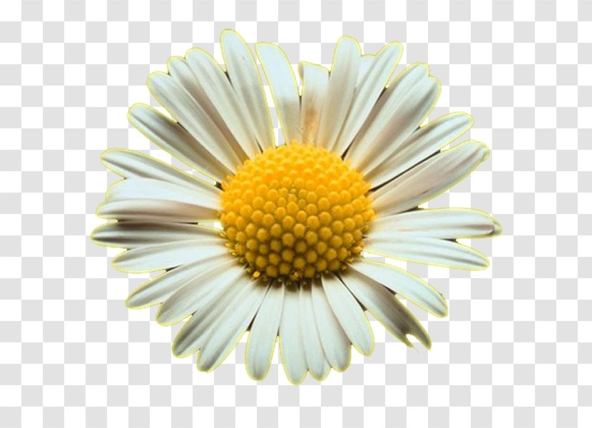Common Daisy Oxeye Shasta Clip Art - Royaltyfree - Difunilan Welcome Wedding Background Free Download Transparent PNG