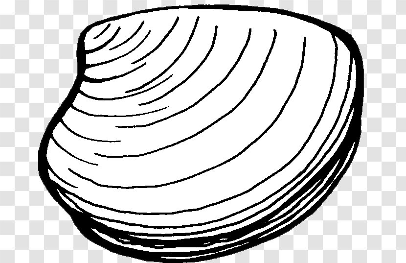 Clam Chowder Mussel Clip Art - Line - Seashell Transparent PNG