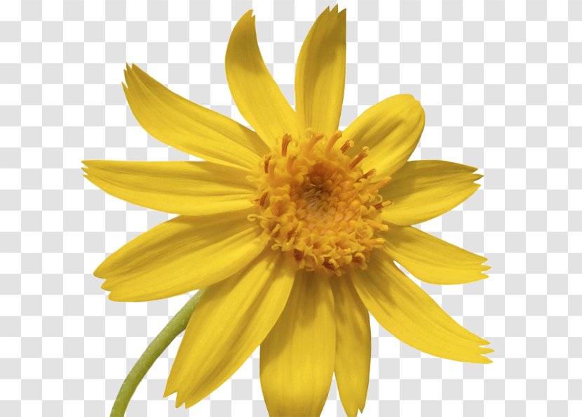 Common Sunflower Pflegeheim- Seniorenpension Sommersgut Gesundheitspraxis Cornelia Heuer Seed - Flower Transparent PNG