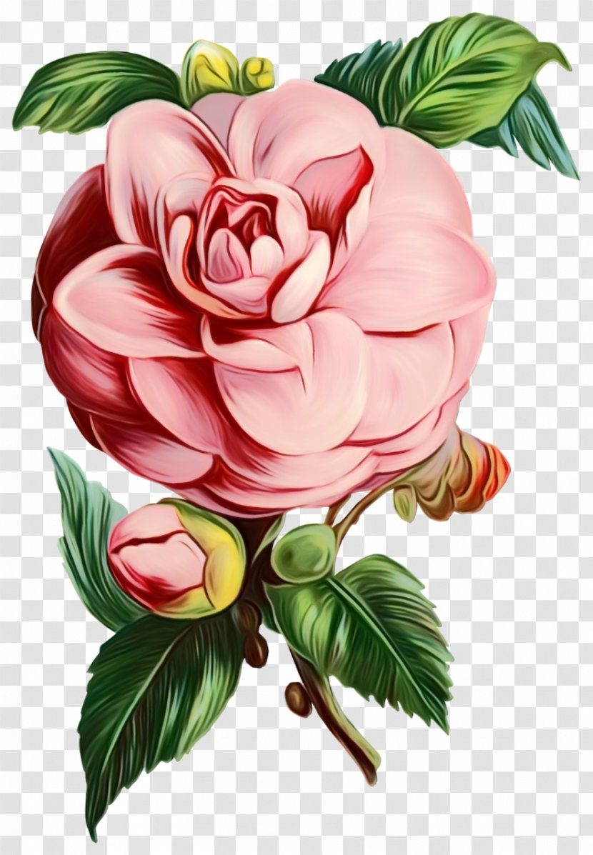 Garden Roses Cabbage Rose Floral Design Illustration Image - Cut Flowers - Pink Transparent PNG