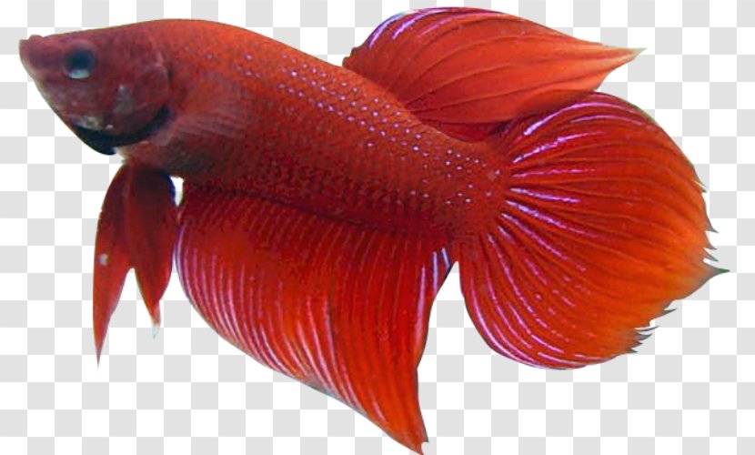 Siamese Fighting Fish Veiltail Clip Art - Marine Biology Transparent PNG