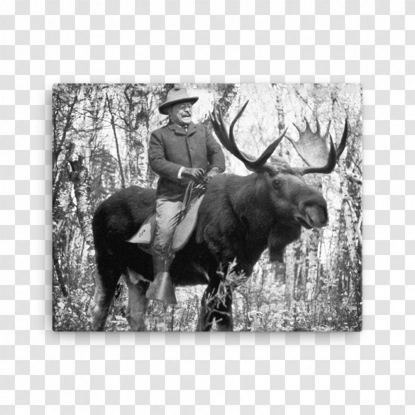 The Rough Riders Moose United States Zazzle - Wildlife Transparent PNG
