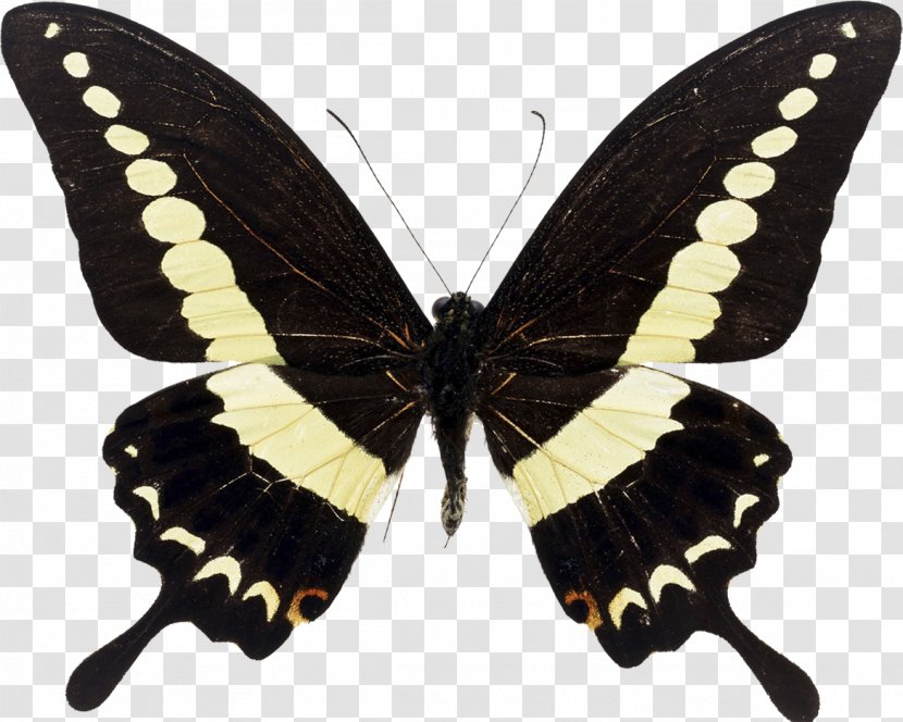 Swallowtail Butterfly Insect Papilio Demolion Maackii Transparent PNG