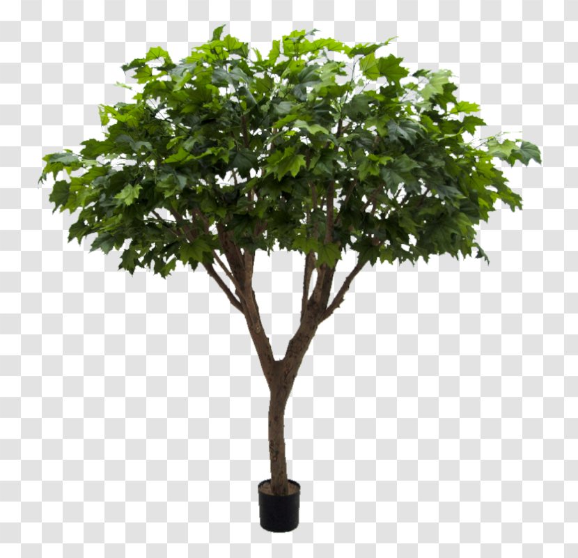 Schefflera Arboricola Plane Trees Branch Maple - Green Leaves Potted Buckle Transparent PNG