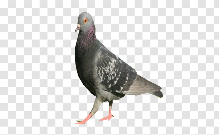 Columbidae DeviantArt Bird Domestic Pigeon - Deviantart Transparent PNG