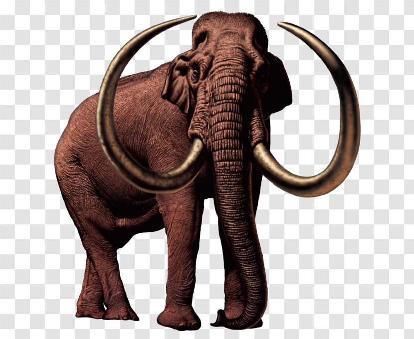 African Elephant Mammuthus Meridionalis Woolly Mammoth Vertebrate American Mastodon - Mamoth Streamer Transparent PNG