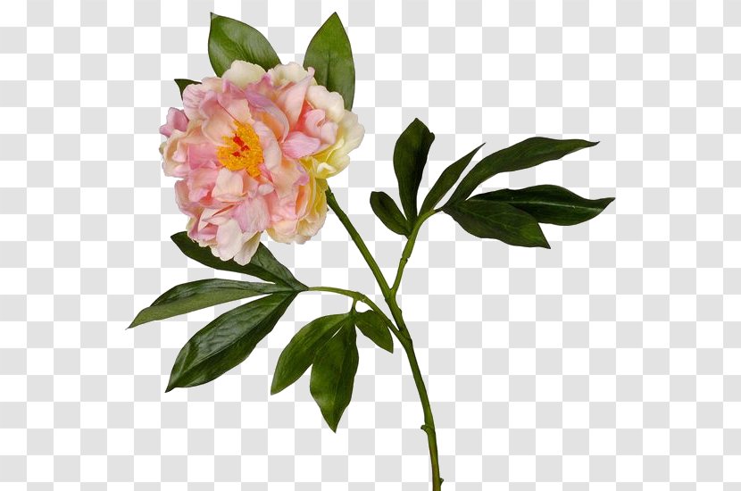 Peony Cut Flowers Garden Roses Herbaceous Plant - Angel Transparent PNG