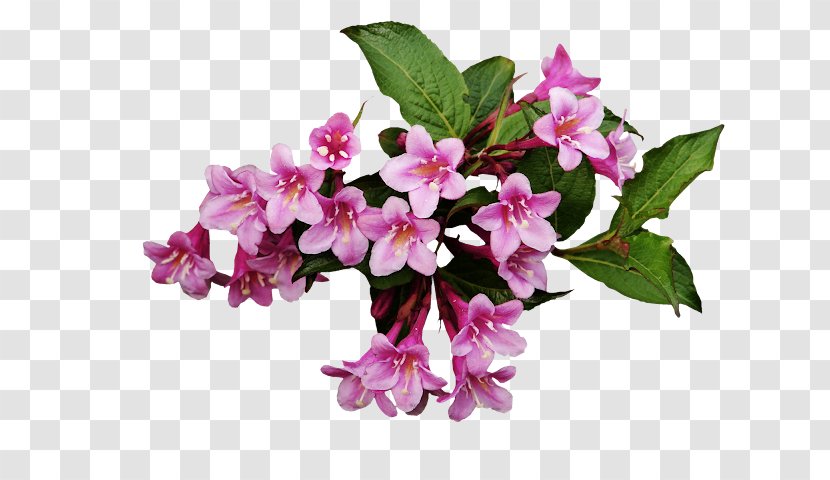Flower Plant Pink Lilac Petal - Branch Bouquet Transparent PNG