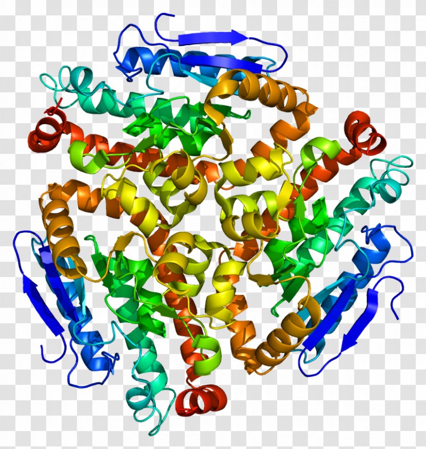 CDY1 Chromodomain High-altitude Adaptation In Humans Protein Gene - Cartoon - Heart Transparent PNG