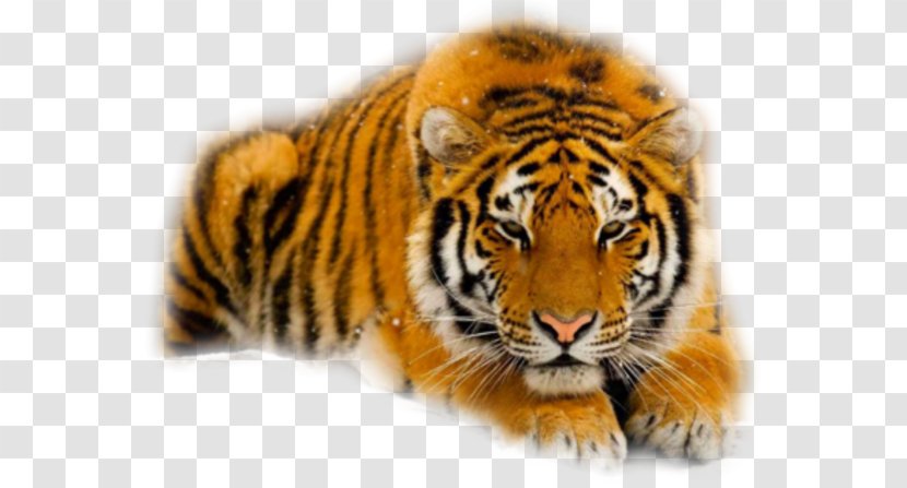 Felidae Siberian Tiger Cat South China Cheetah - Big Transparent PNG