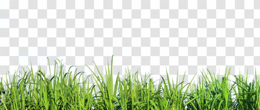 Mexican Feathergrass Lawn Silvergrass Ornamental Grass - Tall Nature Transparent PNG