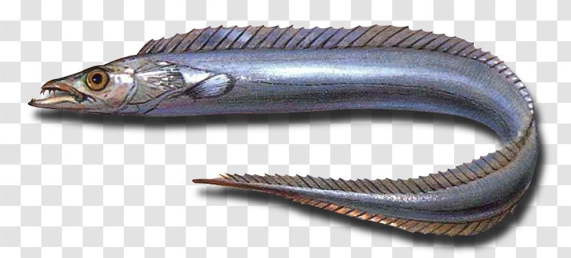 Largehead Hairtail Fishing Sea Cutlassfish - Perciformes - Fish Transparent PNG
