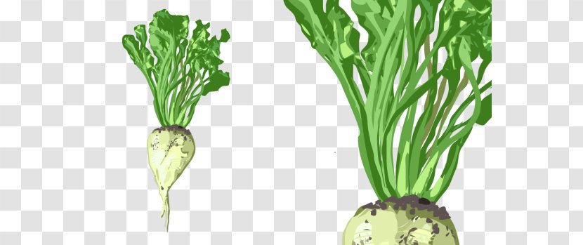 Chard Turnip Sugar Beet Mangelwurzel Beetroot - Rave Transparent PNG