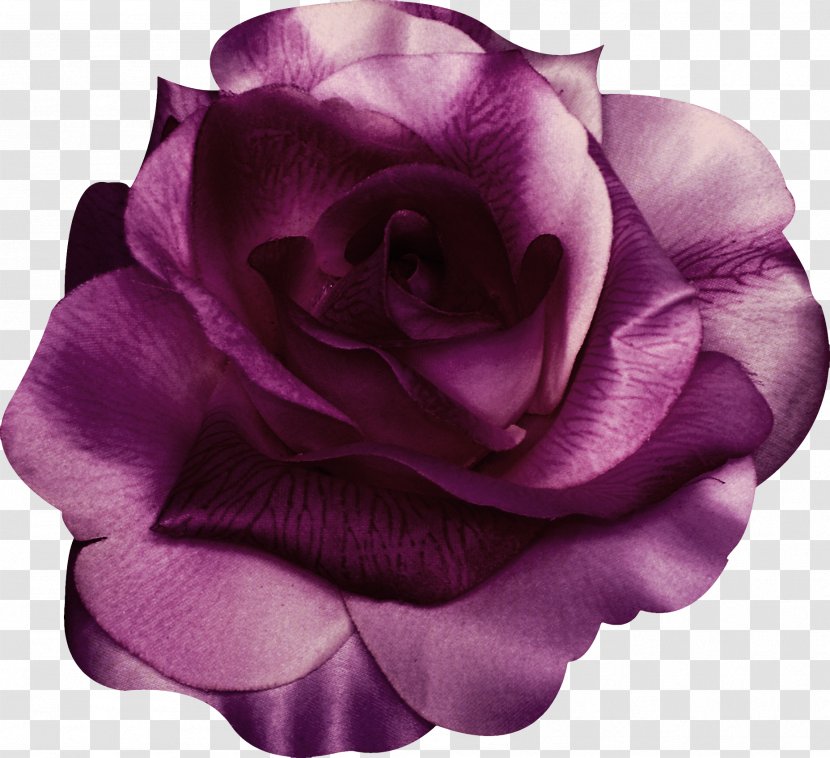 Garden Roses Centifolia Beach Rose Violet Purple - Pink Transparent PNG