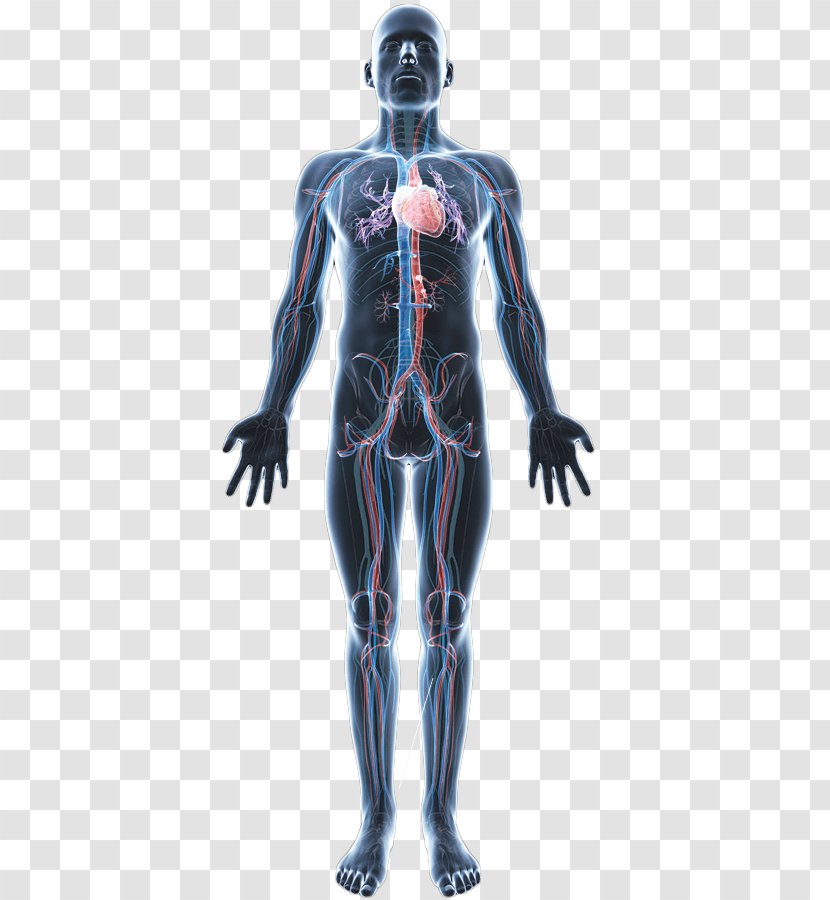 Muscle Human Body Anatomy Homo Sapiens Omega-3 Fatty Acid - Flower Transparent PNG