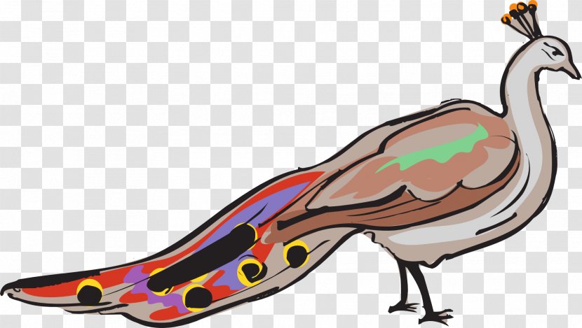 Bird - Beak - Feather Transparent PNG