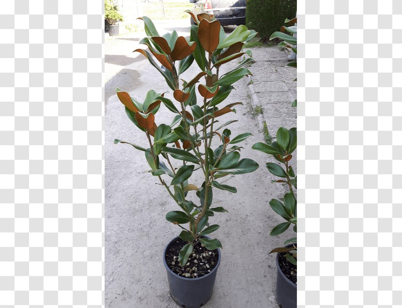 Broad-leaved Tree Southern Magnolia Evergreen Plant - Grandiflora Transparent PNG