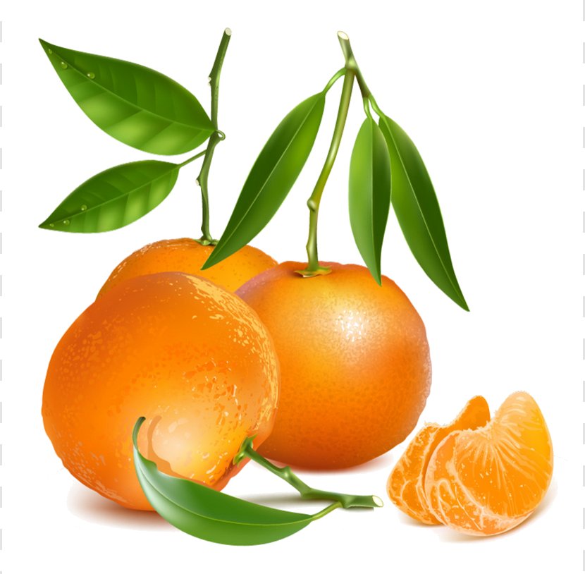 Tangerine Royalty-free Drawing Mandarin Orange - Natural Foods - Fruits Vector Transparent PNG