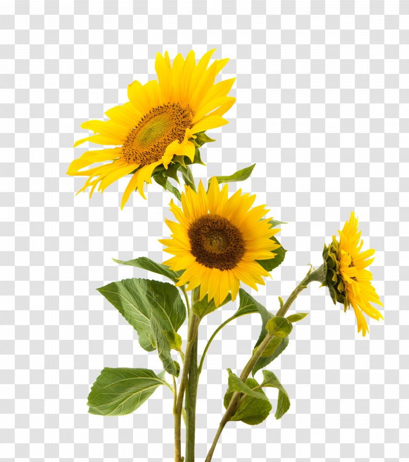 Sunflower Seed Common Nut Gluten Snack - Sunflowers Transparent PNG