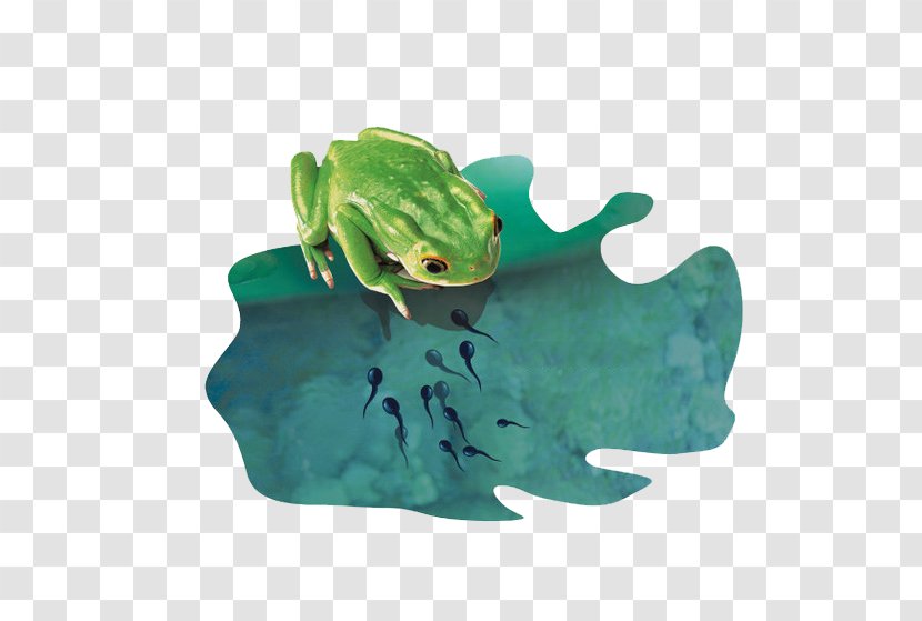 True Frog Tadpole - Frogs And Tadpoles Transparent PNG