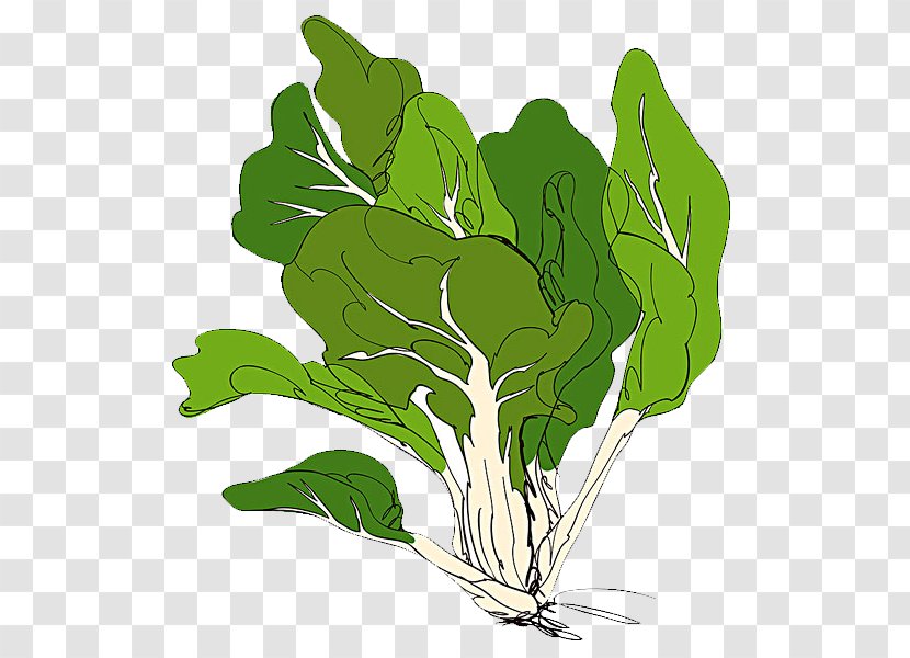 Spring Greens Vegetable Illustration - Chinese Cabbage - Fresh Transparent PNG