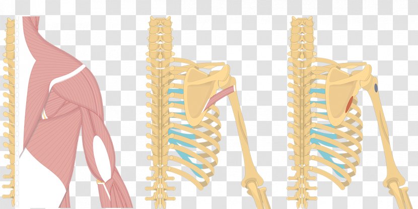 Teres Major Muscle Minor Infraspinatus Anatomy - Frame - Tree Transparent PNG