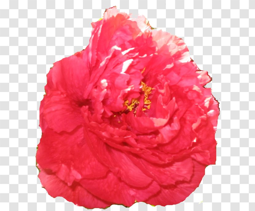 Cabbage Rose Garden Roses Carnation Cut Flowers Peony - Order Transparent PNG