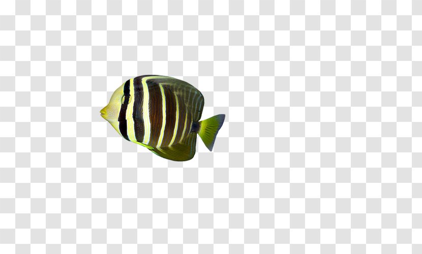 Leaf Tropical Fish Pattern Transparent PNG