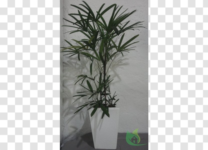 Palm Trees Flowerpot Houseplant Garden Centre - Center Transparent PNG