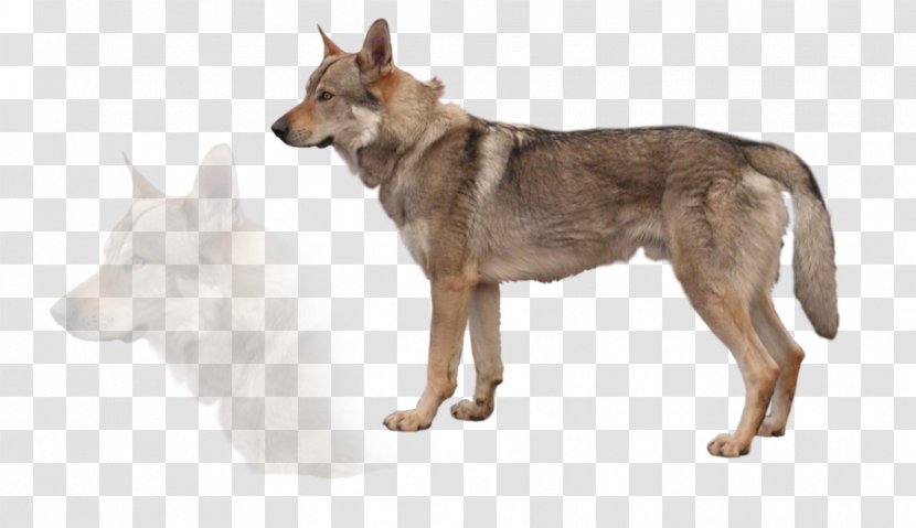 German Shepherd Czechoslovakian Wolfdog Saarloos White Tamaskan Dog - Snout - Kurt Wiesenfeld Transparent PNG