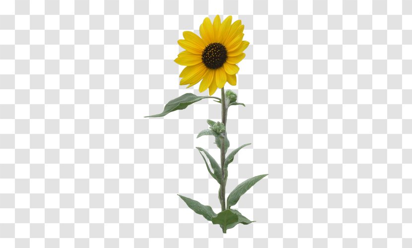 Common Sunflower Clip Art - Flower - Single Transparent PNG