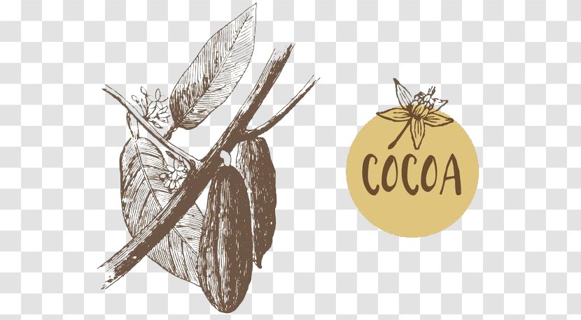 Theobroma Cacao Cocoa Bean Euclidean Vector Illustration - Flavor - Coffee Beans Transparent PNG