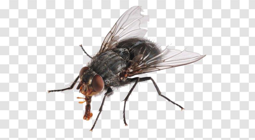 Insect Housefly - Invertebrate Transparent PNG