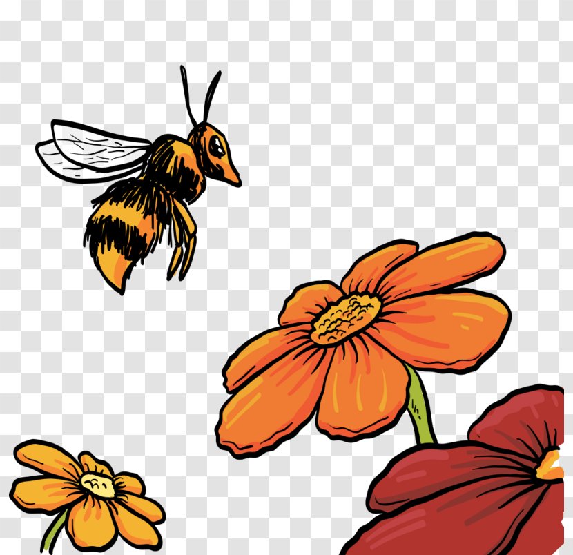 Honey Bee Vector Graphics Image - Insect - Beautiful Transparent PNG