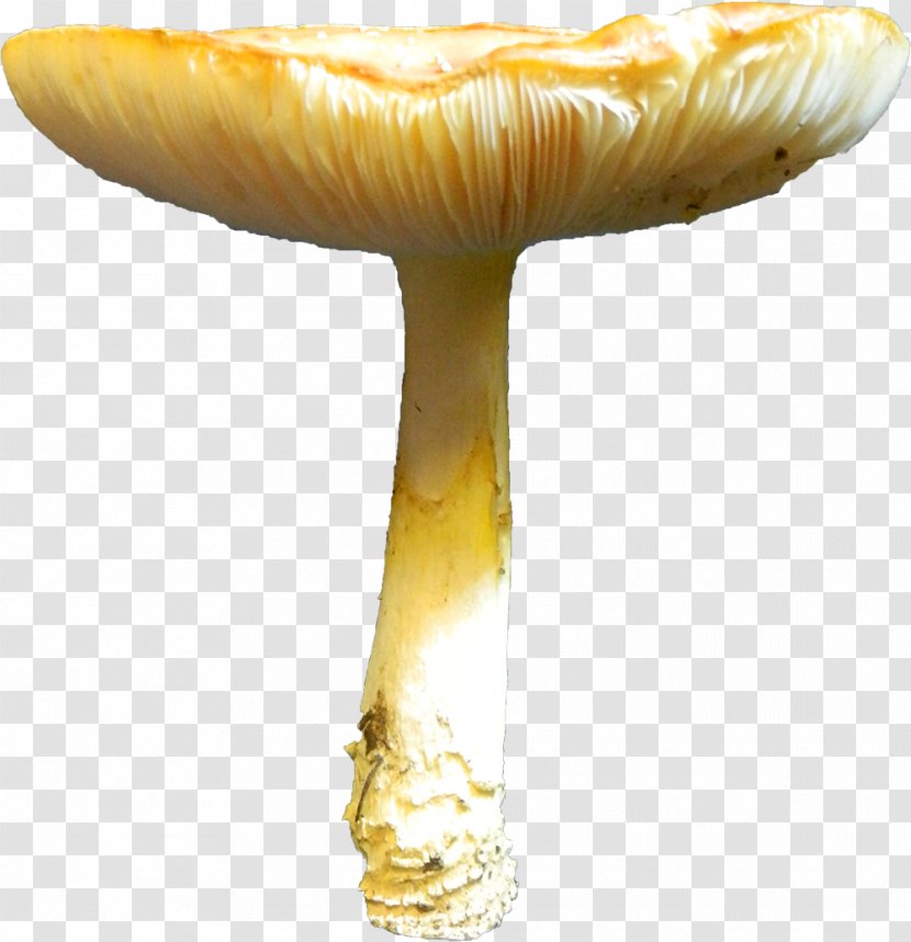 Edible Mushroom - Toadstools Transparent PNG