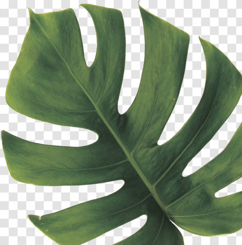 Drawing Of Family - Alismatales - Vascular Plant Arum Transparent PNG